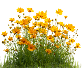 Vivid Coreopsis Flowers in a Sunny Backyard View