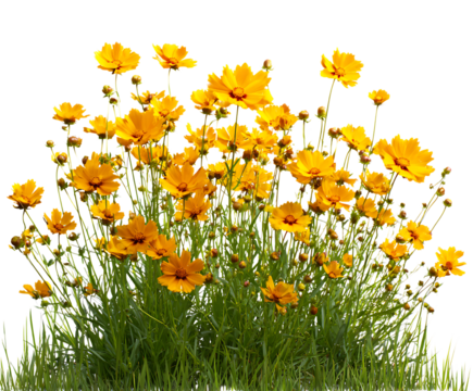 Vivid Coreopsis Flowers in a Sunny Backyard View