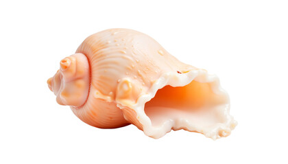 Seashell on white background, isolated, transparent background, no background  