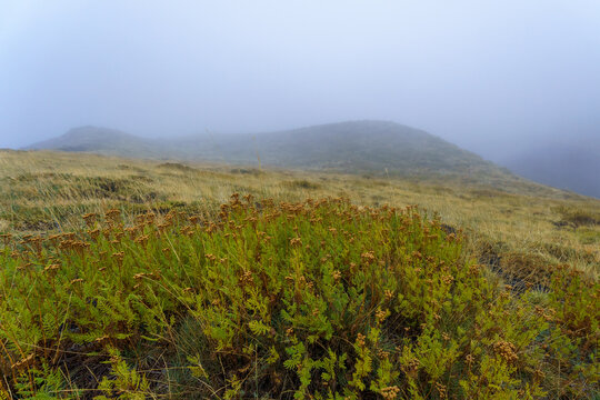 The plant Astragalus siculus (Astracantha sicula) grows exclusively on mount Enta above 1700 meters on Sicily, Italy 