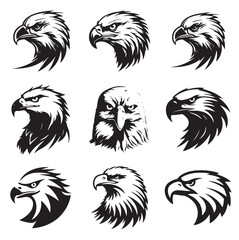  Intense Bald Eagle Beak Detail