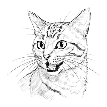 Bay Cat &ndash; Catopuma badia.  Adorable tabby cat sketch portrays a charming feline face vividly. Wildlife illustration concept