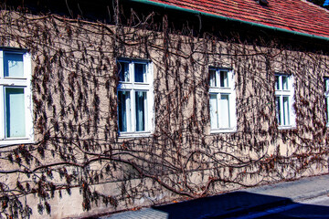 Walls of an old house are covered with grape vines. Early spring. The vines have last year's...