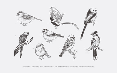 Hand Drawn Bird Collection Featuring Goldfinch Chaffinch Robin Long Tailed Tit Red Whiskered Bulbul Parrot Sparrow and Flycatcher