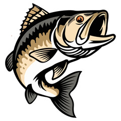 Fototapeta premium Asian Sea Bass Vectors fish vector illustration on white background.