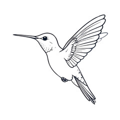 Obraz premium Hummingbird vector illustration, isolated