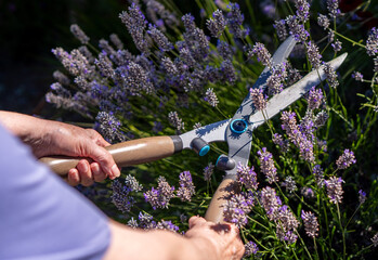 Over-the-Shoulder View of Senior Woman Trimming Lavender in Her Garden