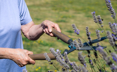 Senior Woman Pruning Lavender in Her Garden