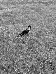 funny crow on the lawn