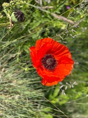 flowers in the park in summer