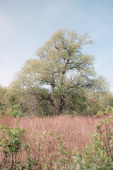 The view from a public hiking trail in Newburyport, Massachusetts. This trail is located in a wooded part of the city, not far from downtown or the ocean. A large willow tree in a field.