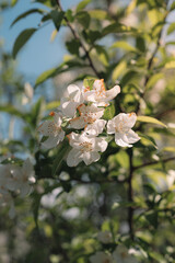 The view from a public hiking trail in Newburyport, Massachusetts. This trail is located in a wooded part of the city, not far from downtown or the ocean. A white flower on a crab apple tree.