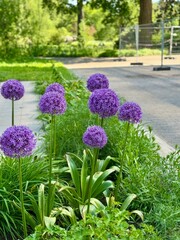 flowers in the park in summer