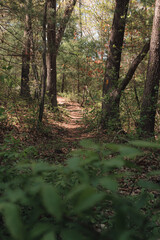 The view from a public hiking trail in Newburyport, Massachusetts. This trail is located in a wooded part of the city, not far from downtown or the ocean. People can visit to relax and enjoy nature.