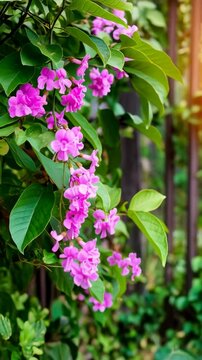 Close up of elegant blooming Garlic Vine, showcasing vibrant pink flowers and verdant green leaves cascading down a wooden fence on a sunny day.