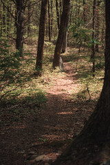 The view from a public hiking trail in Newburyport, Massachusetts. This trail is located in a wooded part of the city, not far from downtown or the ocean. People can visit to relax and enjoy nature.