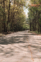 The view from a public hiking trail in Newburyport, Massachusetts. This trail is located in a wooded part of the city, not far from downtown or the ocean. A paved bike path in the forest.