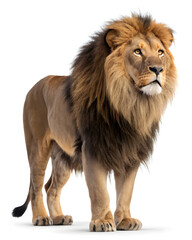 Obraz premium Majestic lion standing with serious expression on white background