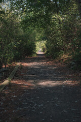 The view from a public hiking trail in Newburyport, Massachusetts. This trail is located in a wooded part of the city, not far from downtown or the ocean. A gravel path through a tree tunnel.