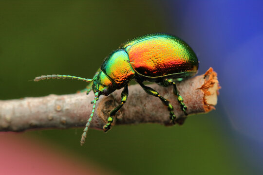 insect Chrysolina fastuosa from below