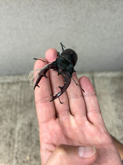 Macro image of a large stag beetle resting on a person's hand