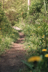 The view from a public hiking trail in Newburyport, Massachusetts. This trail is located in a wooded part of the city, not far from downtown or the ocean. Yellow flowers line the walking path.