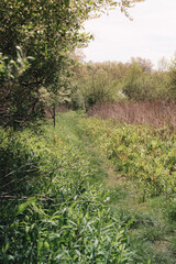 The view from a public hiking trail in Newburyport, Massachusetts. This trail is located in a wooded part of the city, not far from downtown or the ocean. People can visit to relax and enjoy nature.