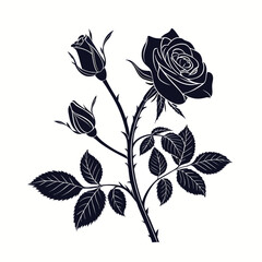 Vintage Black Rose Drawing on a White Background