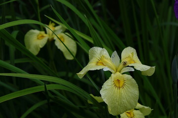 凛として優雅に咲く