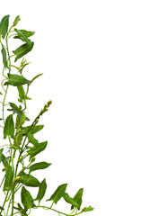 Twigs of fresh bindweed with green leaves in a corner background isolated on white or transparent background
