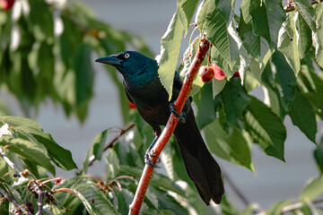 Crow in tree