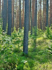 view of pine forest in the morning