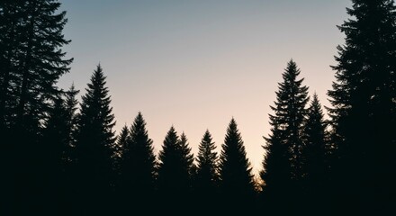 Silhouetted evergreens frame a serene sunset, creating a tranquil forest scene
