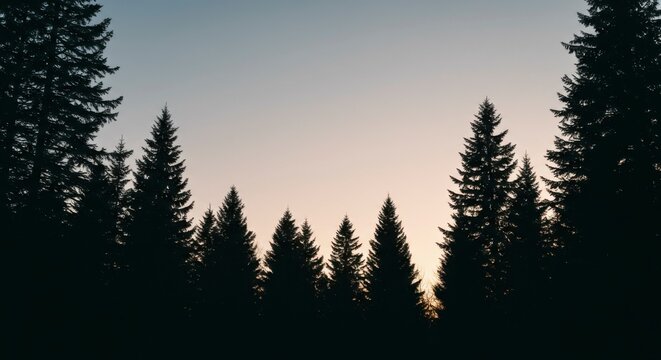Silhouetted evergreens frame a serene sunset, creating a tranquil forest scene