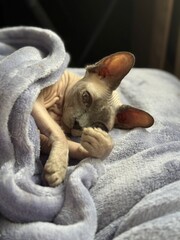 cat sleeping on a chair