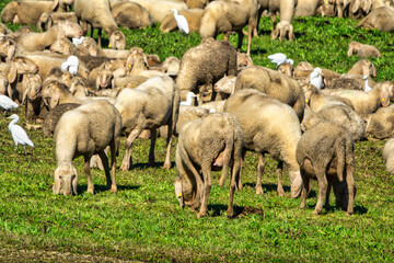 Flock Grazing with Cattle Egrets