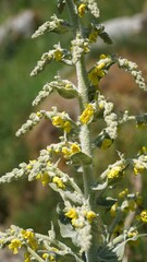 Closeup of Hoary Mullein flowers, Derbyshire England
