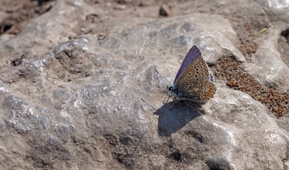 Common Blue Butterfly perched on a stone, Derbyshire England
