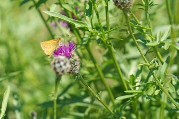 Large Skipper butterfly perched on a Greater Knapweed seed head, Derbyshire England
