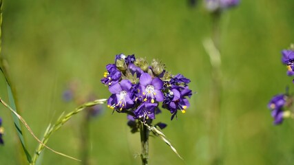 Macro image of Jacob's ladder flowers, Derbyshire England
