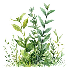 Herbs Growing Spring Sunlight, watercolor painting vector, isolated on a white background.
