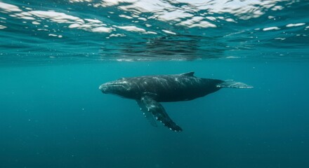 Humpback whale swimming underwater