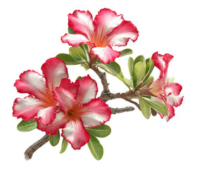 Fototapeta premium Exotic Desert Rose Flowers with Pink Petal Swirls