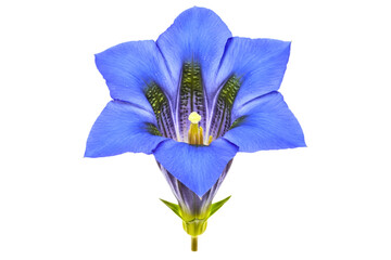Gentian flower in full bloom showcasing deep blue petals and detail isolated on a transparent background