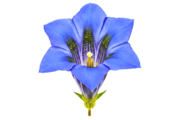Gentian flower in full bloom showcasing deep blue petals and detail isolated on a transparent background