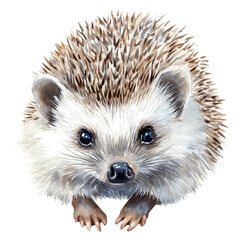 Hedgehog Close Up, watercolor vector, isolated on a white background.