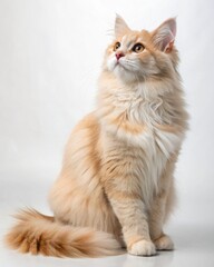 Fluffy orange and white cat sitting alertly on a white background, looking upwards with bright eyes and a bushy tail curled around its paws.