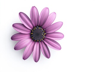 Fototapeta premium WHITE BACKGROUND
