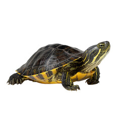 Colorful Freshwater Turtle with Distinct Shell Pattern Resting on White Background Transparent background or png