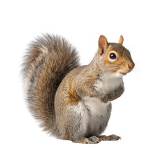 Obraz premium Adorable Grey Squirrel with Fluffy Tail Perched on Its Hind Legs Against a Clean White Background Transparent background or png